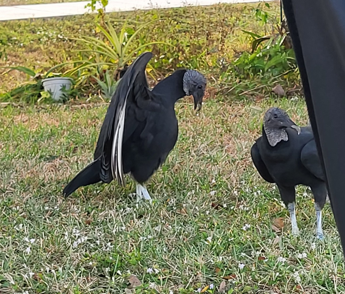 Катарта чорна - ML645754056