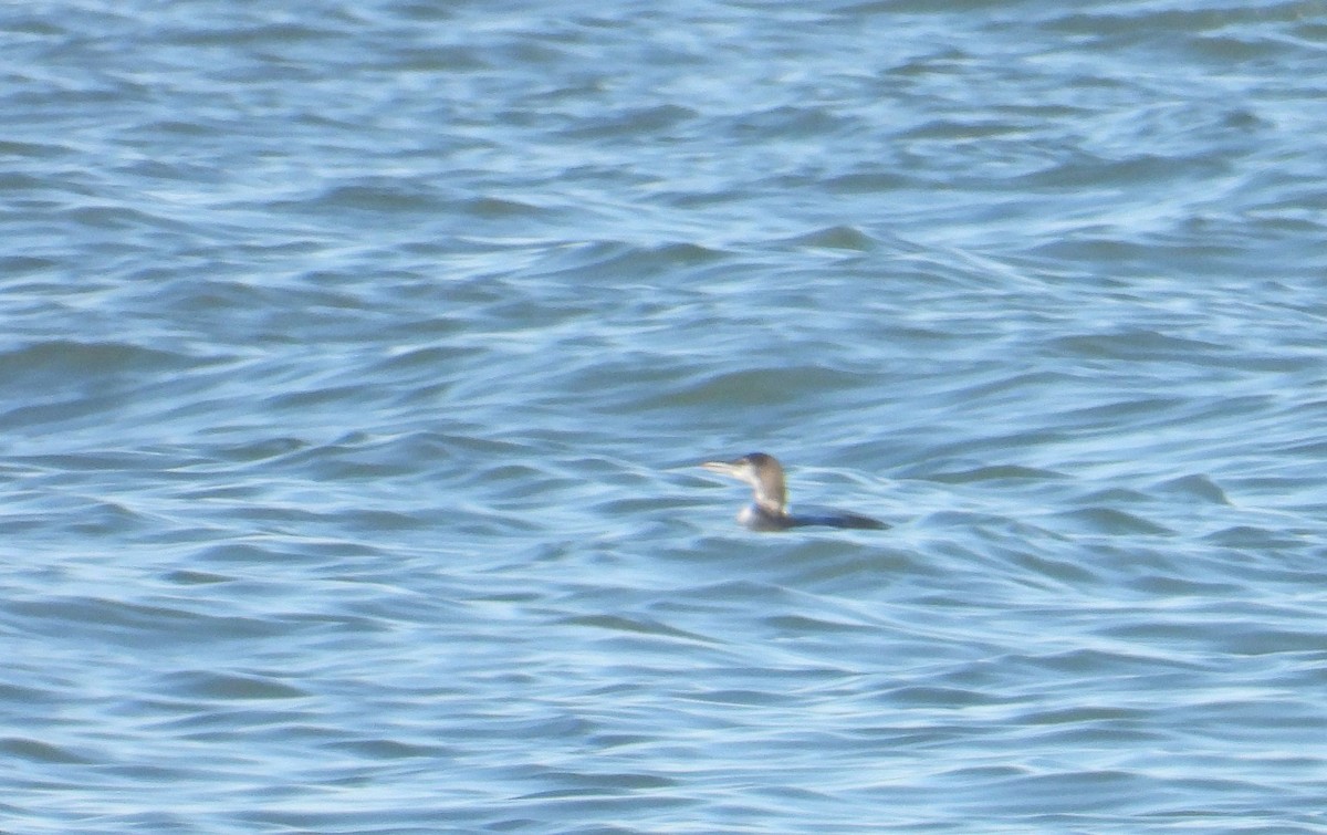 potáplice lední - ML645754060