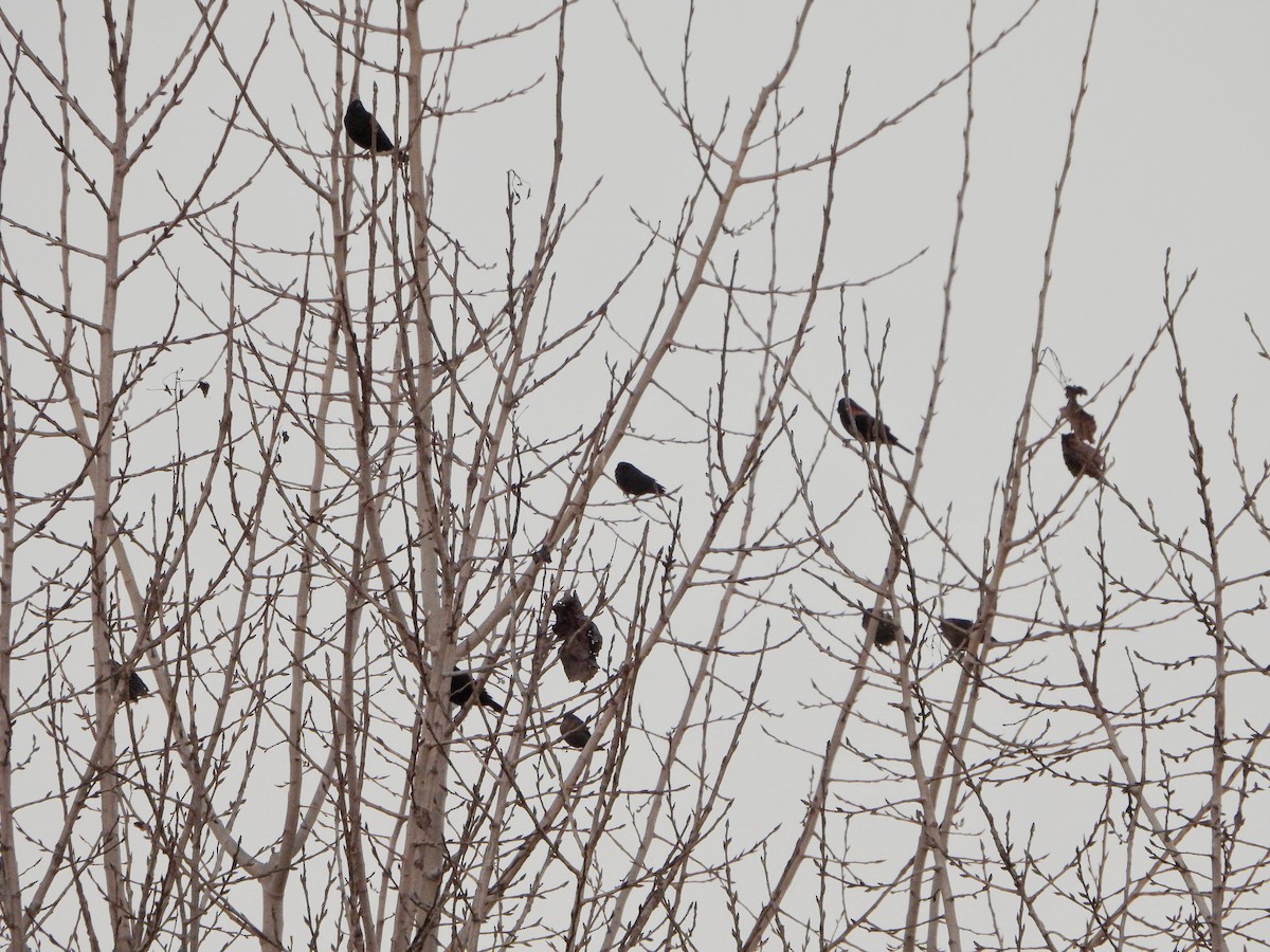 ハゴロモガラス - ML645754069