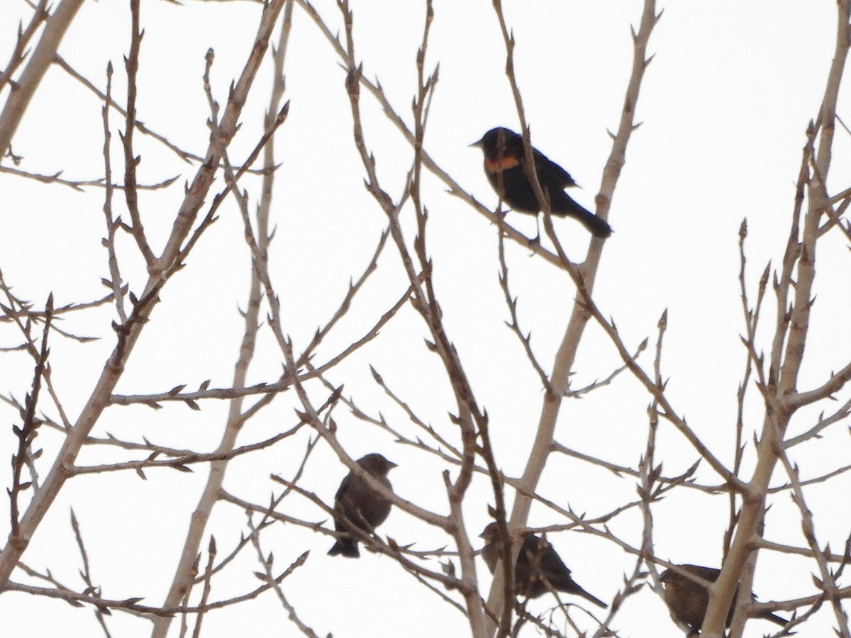 ハゴロモガラス - ML645754070