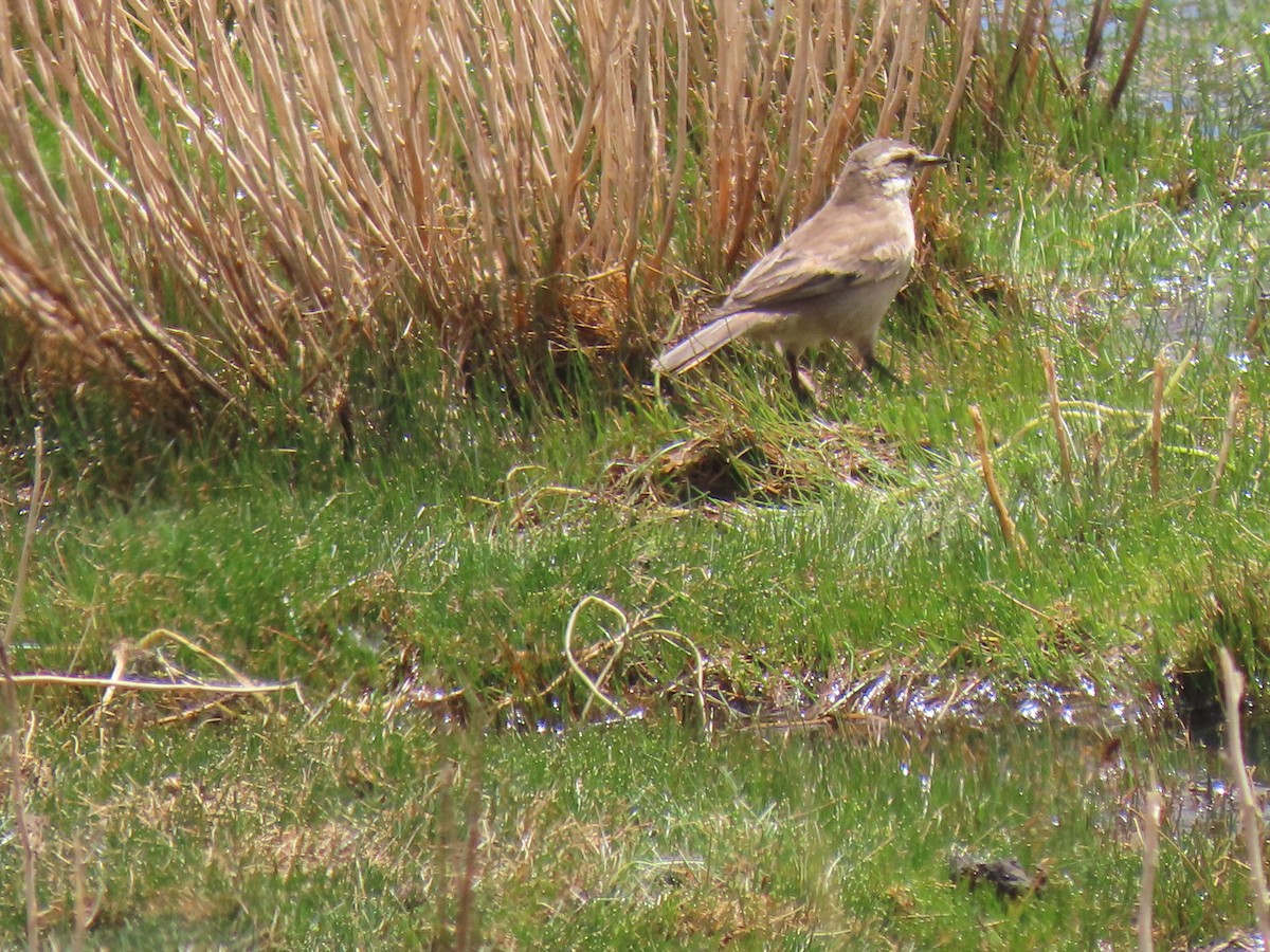 Cream-winged Cinclodes - ML645754071