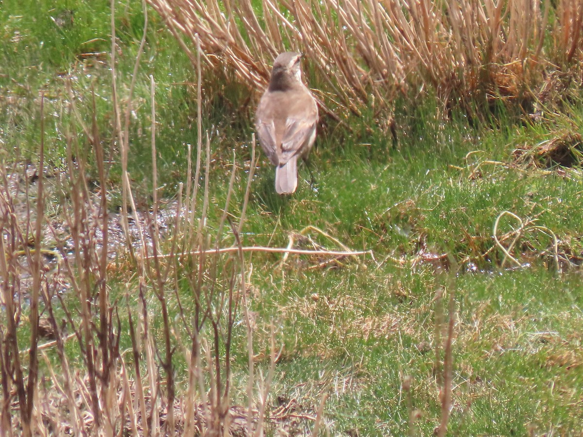 Cream-winged Cinclodes - ML645754072