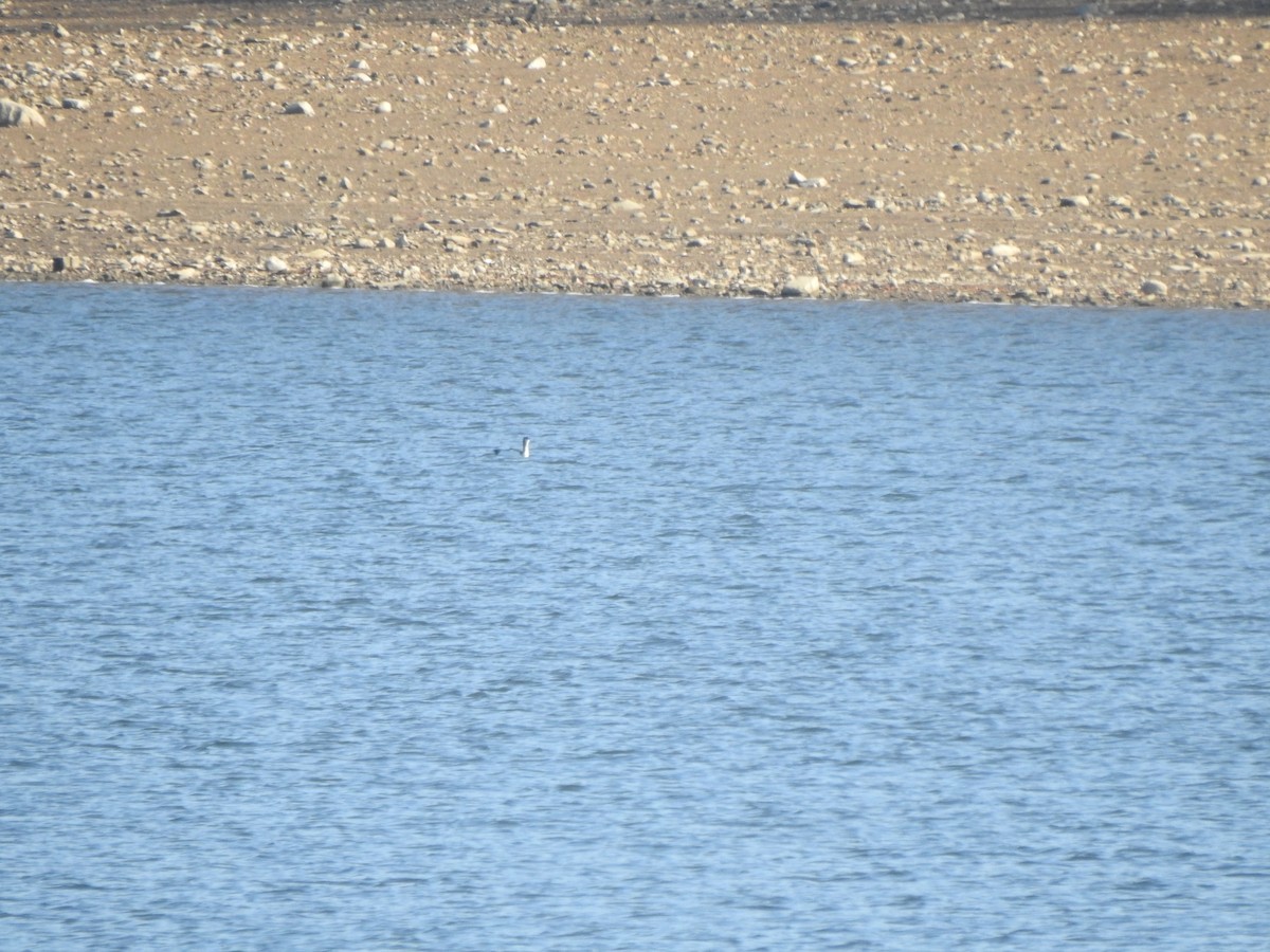 Plongeon catmarin - ML645754083