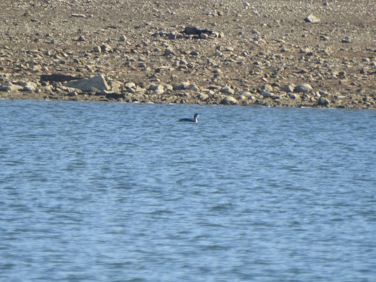 Plongeon catmarin - ML645754085