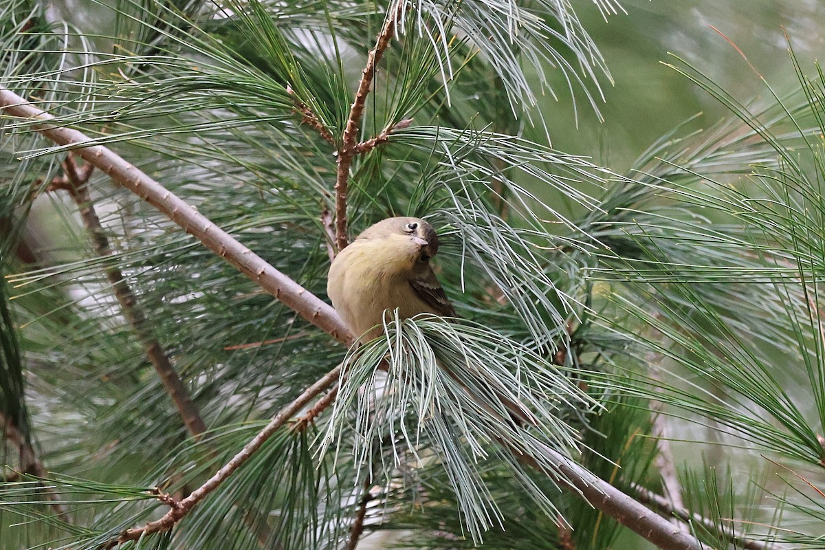 Pine Warbler - ML645754091