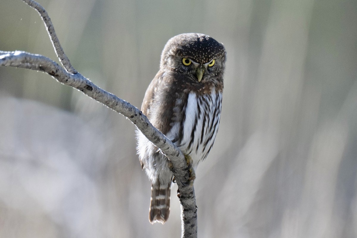 Northern Pygmy-Owl - ML645754092