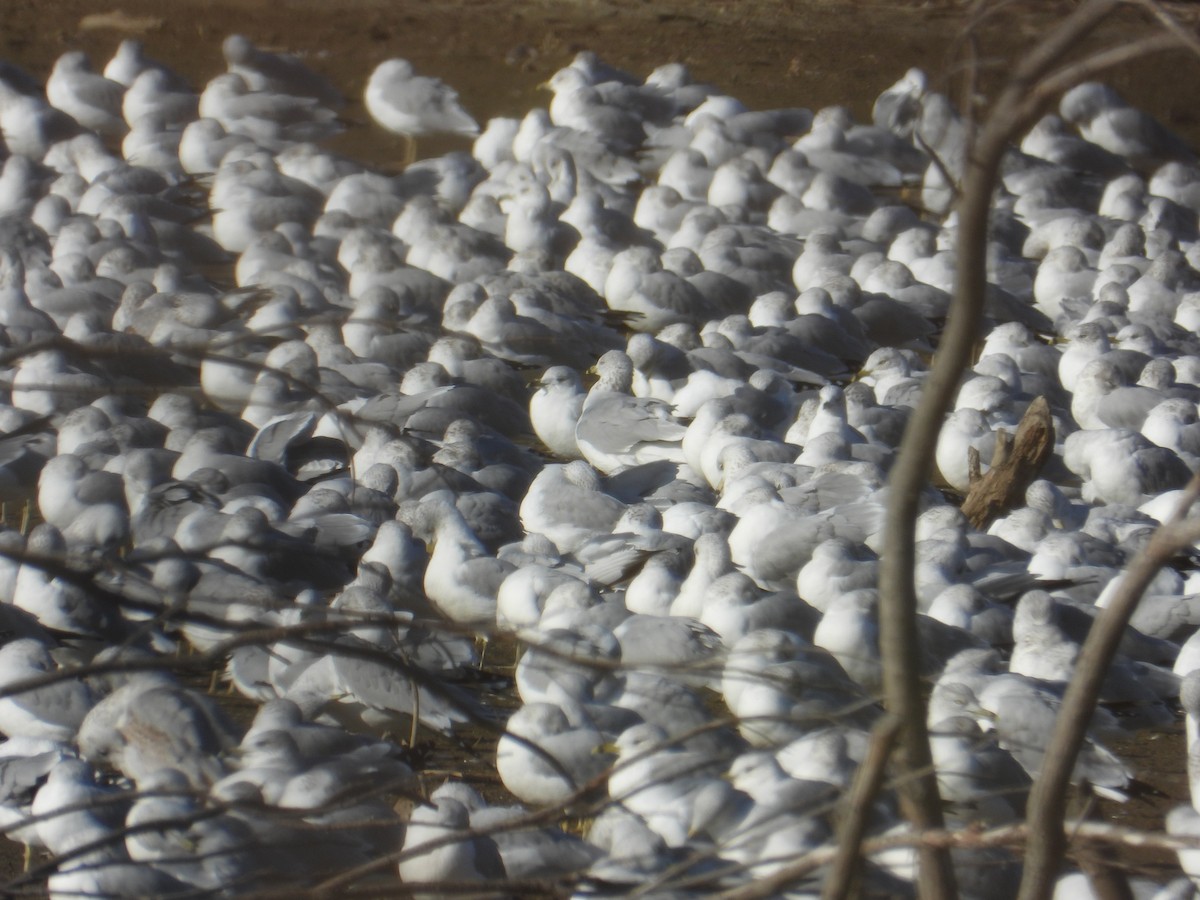 racek kroužkozobý - ML645754107