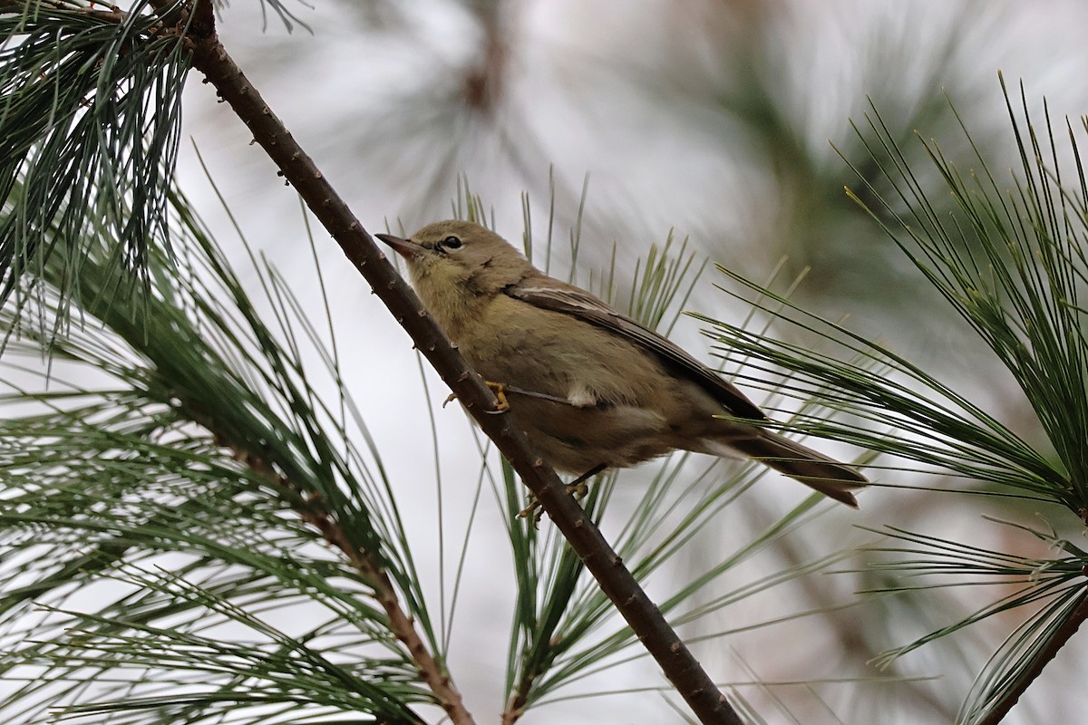 Pine Warbler - ML645754108
