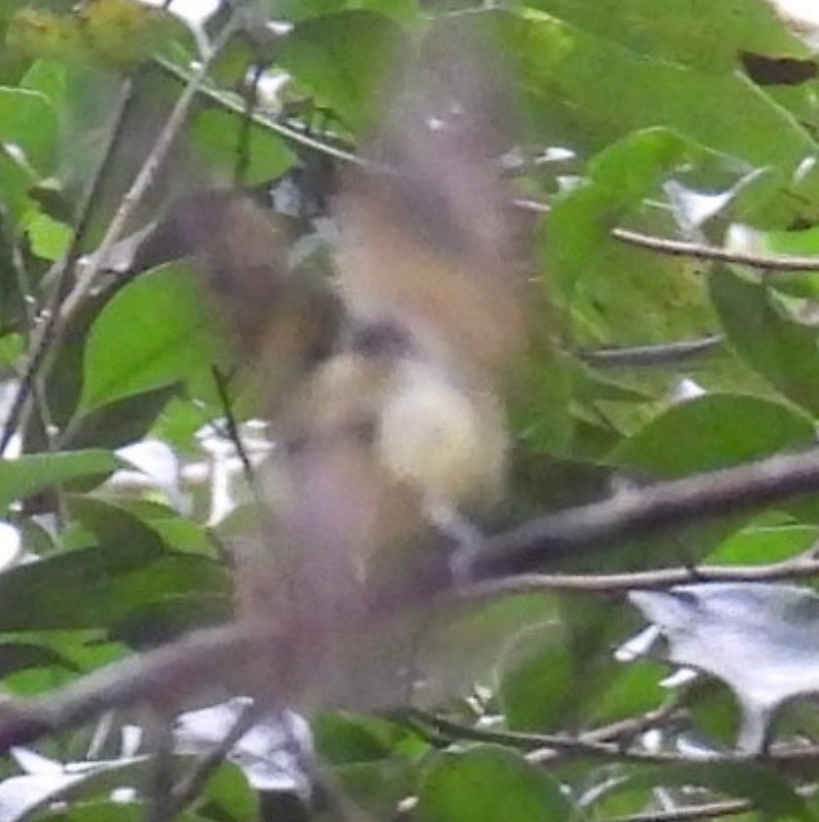 Eye-ringed Flatbill - ML645754111
