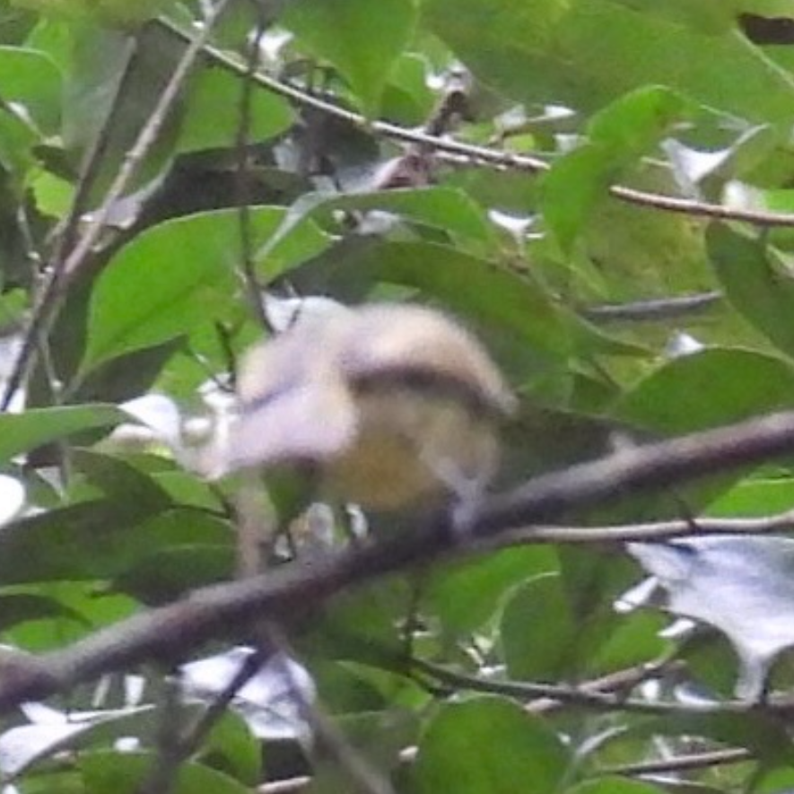 Eye-ringed Flatbill - ML645754112