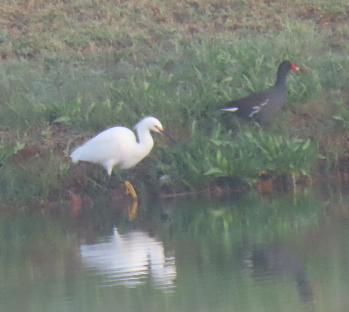 slípka americká - ML645754114