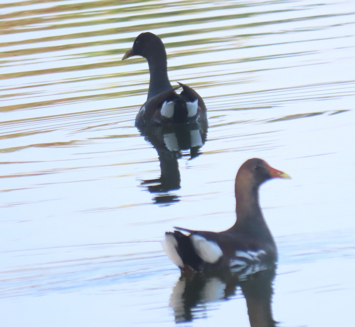 slípka americká - ML645754115