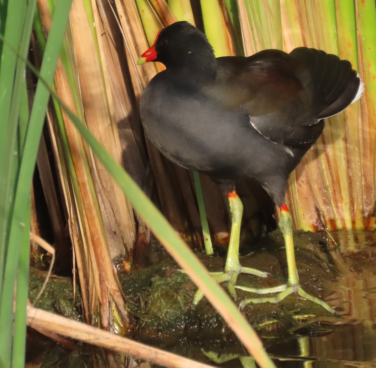 slípka americká - ML645754116