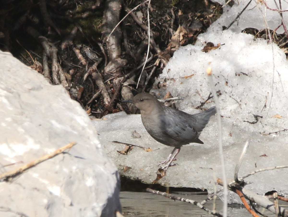 American Dipper - ML645754120