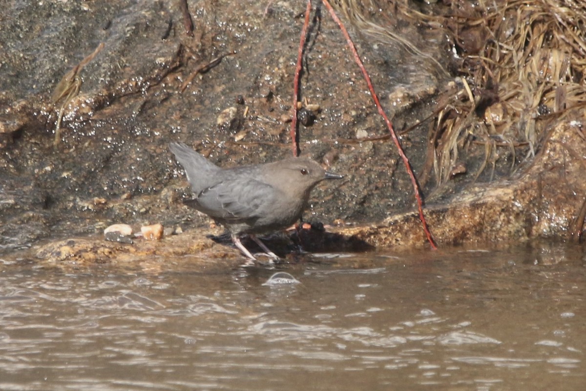 American Dipper - ML645754129