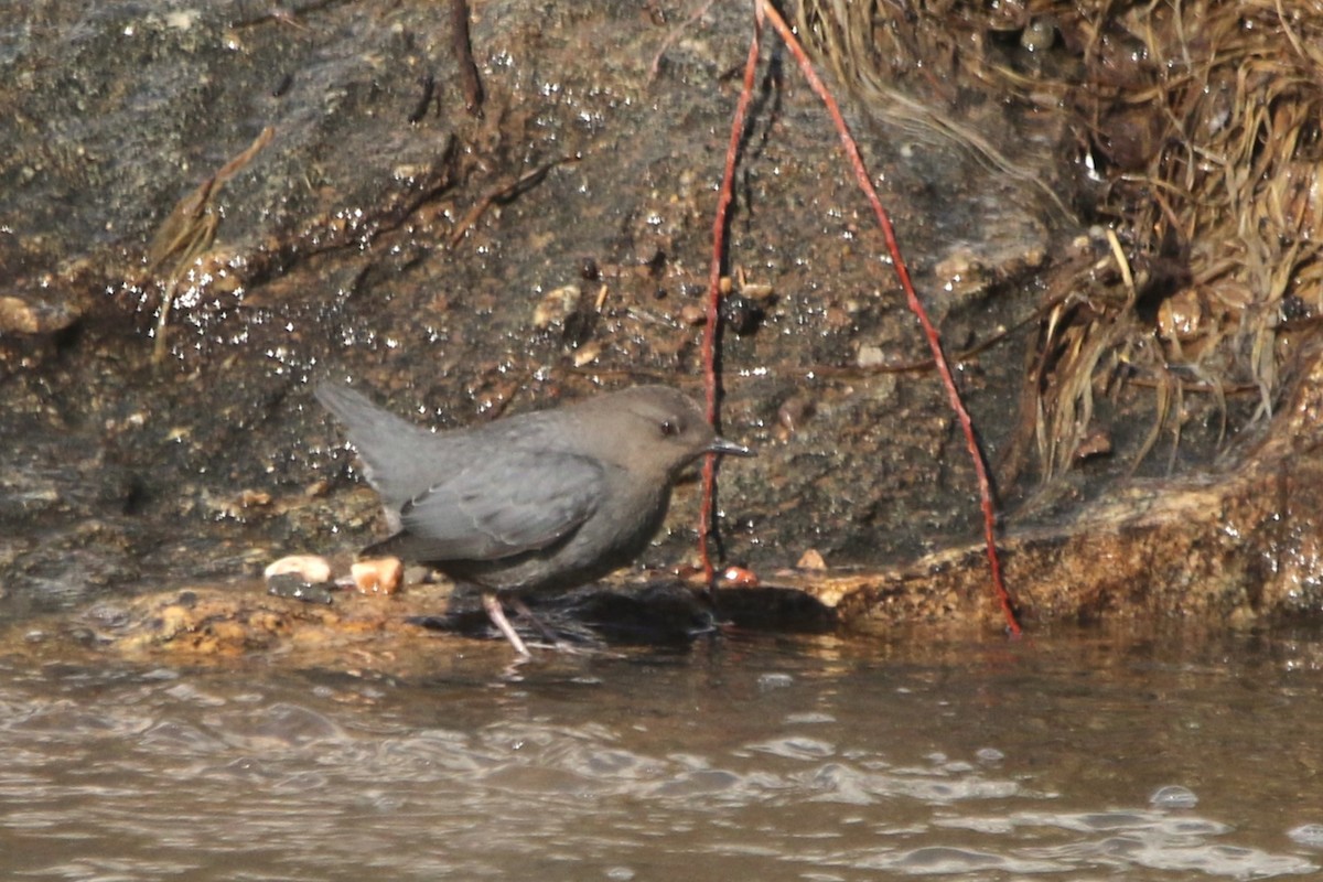 American Dipper - ML645754130