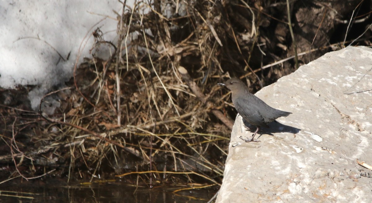 American Dipper - ML645754131