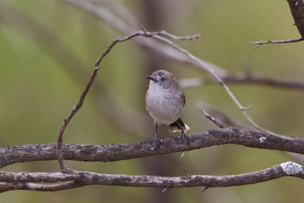 コシアカトゲハシムシクイ - ML645754132