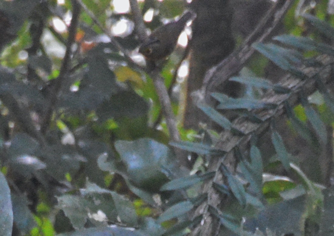 White-spectacled Warbler - ML645754133