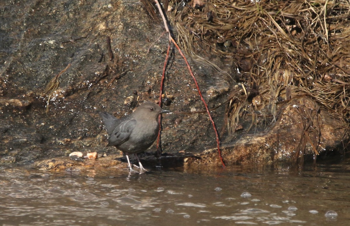American Dipper - ML645754134