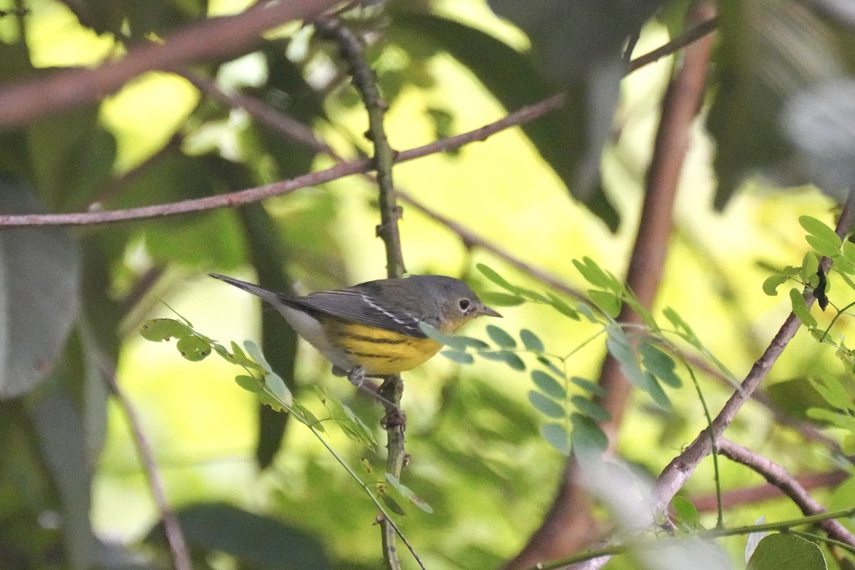 Paruline à tête cendrée - ML645754139