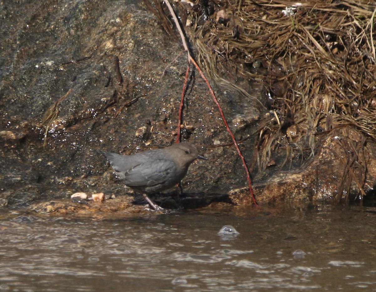 American Dipper - ML645754142