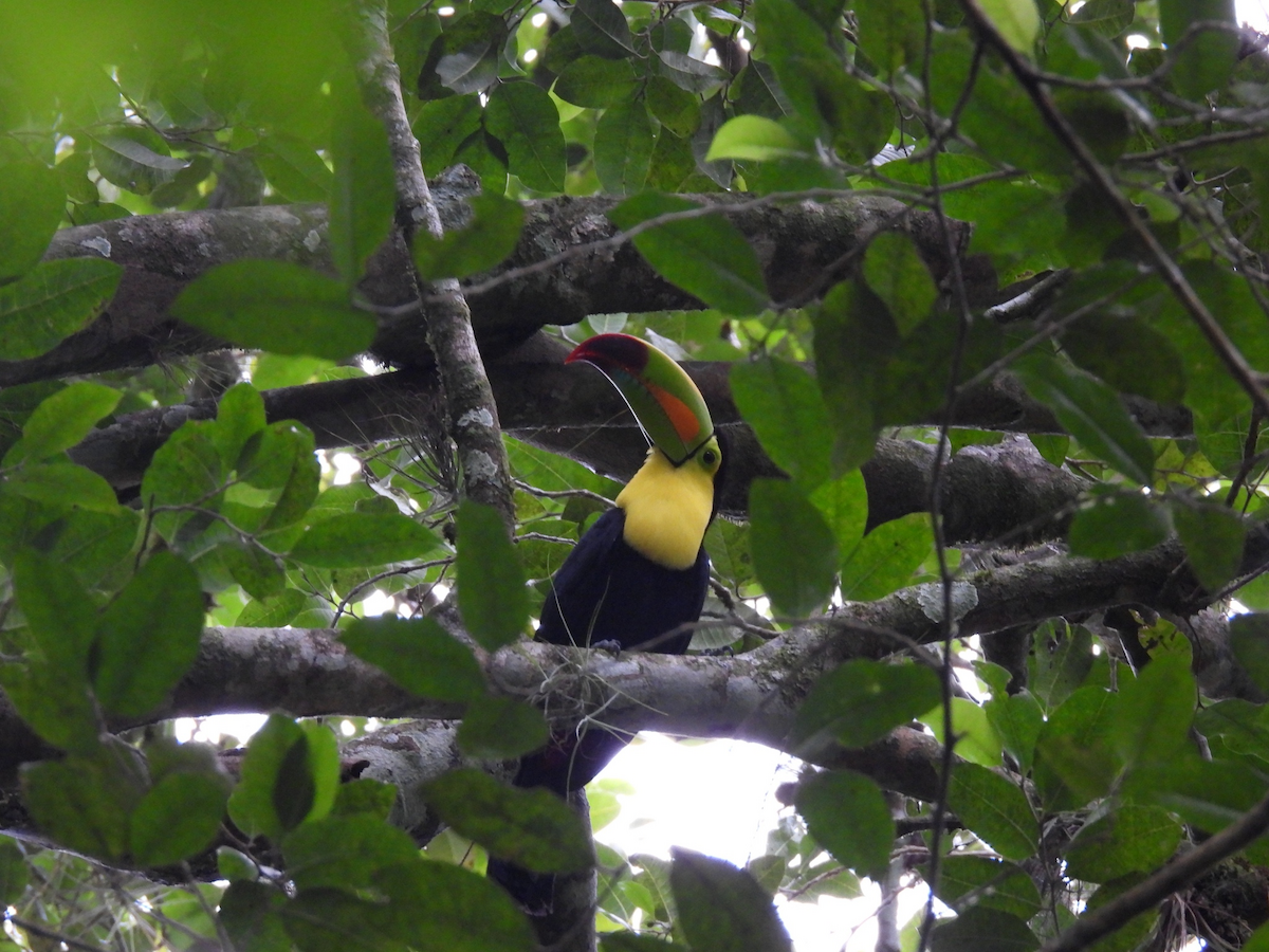 Радужный тукан - ML645754147