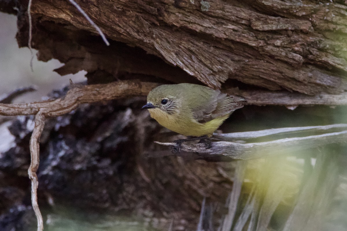 ヒメトゲハシムシクイ - ML645754148