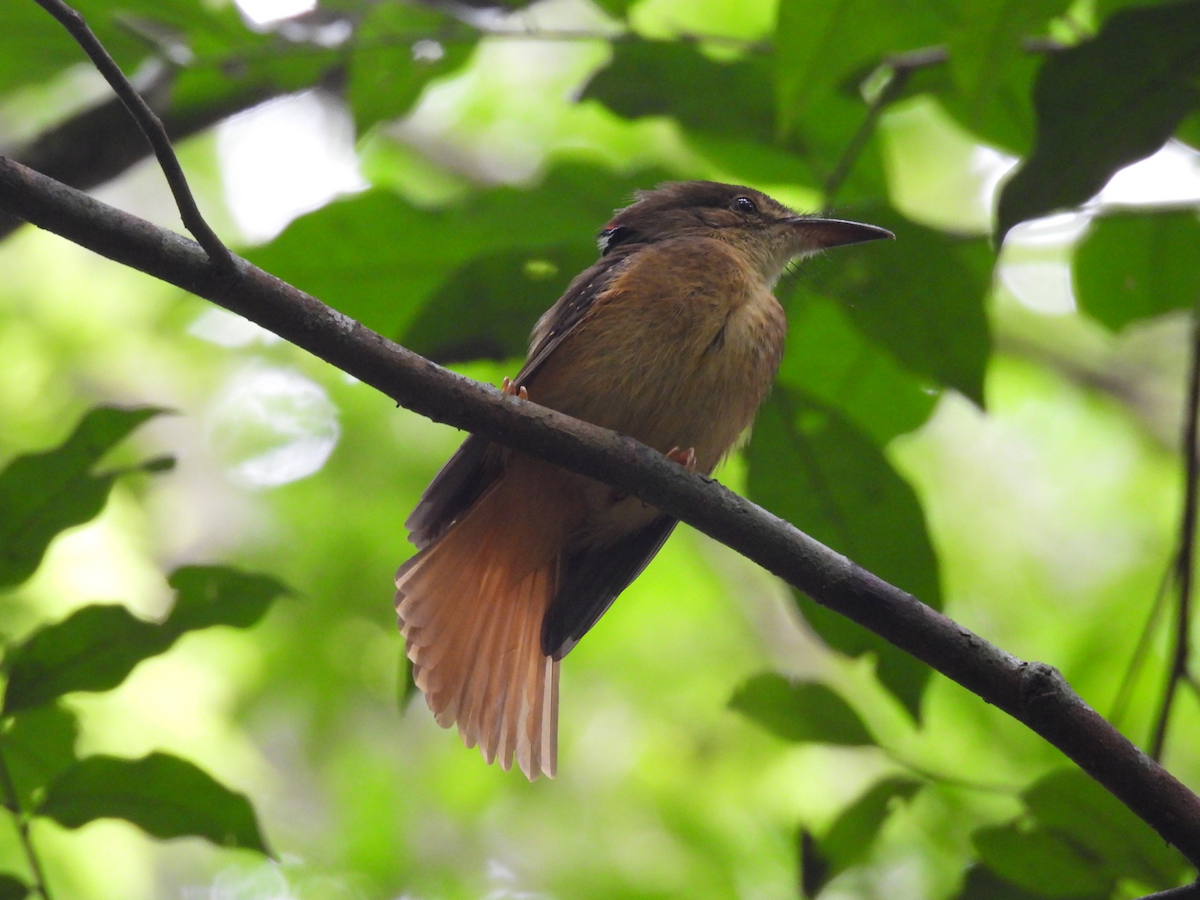 Tropical Royal Flycatcher - ML645754163