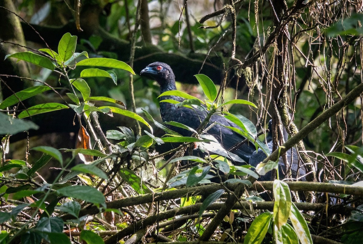 Black Guan - ML645754165