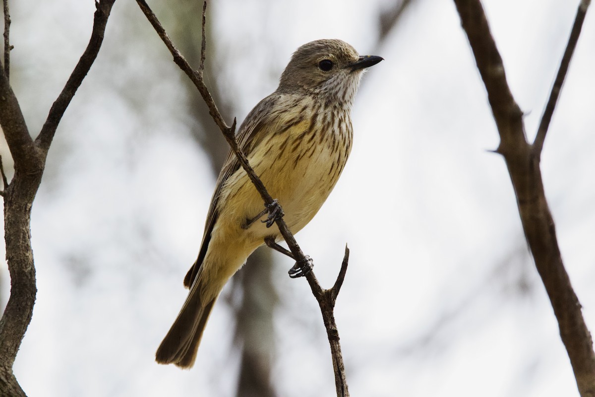アカハラモズヒタキ - ML645754174
