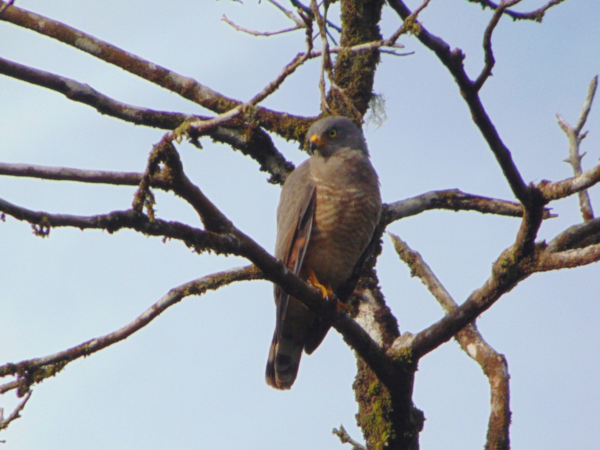 káně krahujová - ML645754179