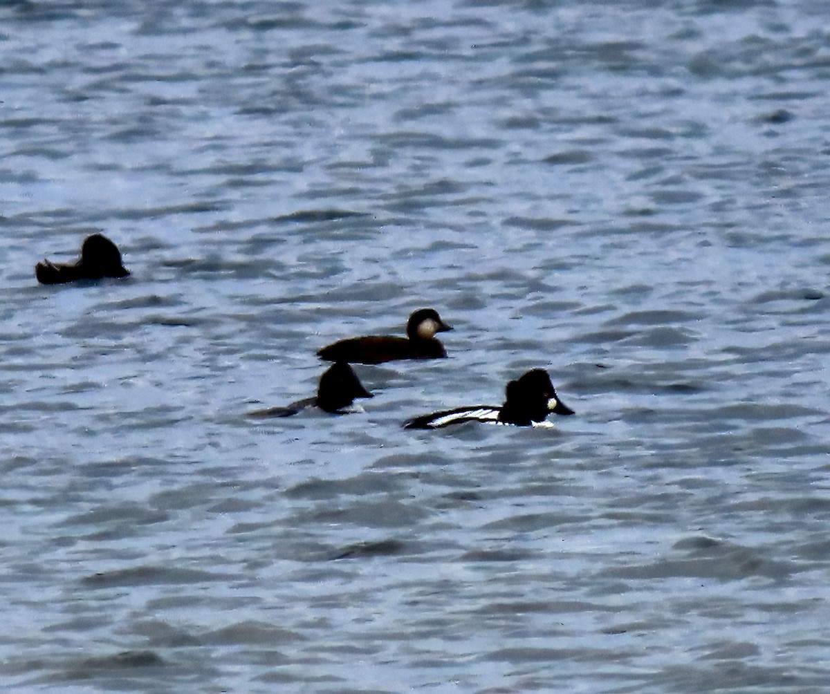 Amerika Kara Ördeği - ML645754184