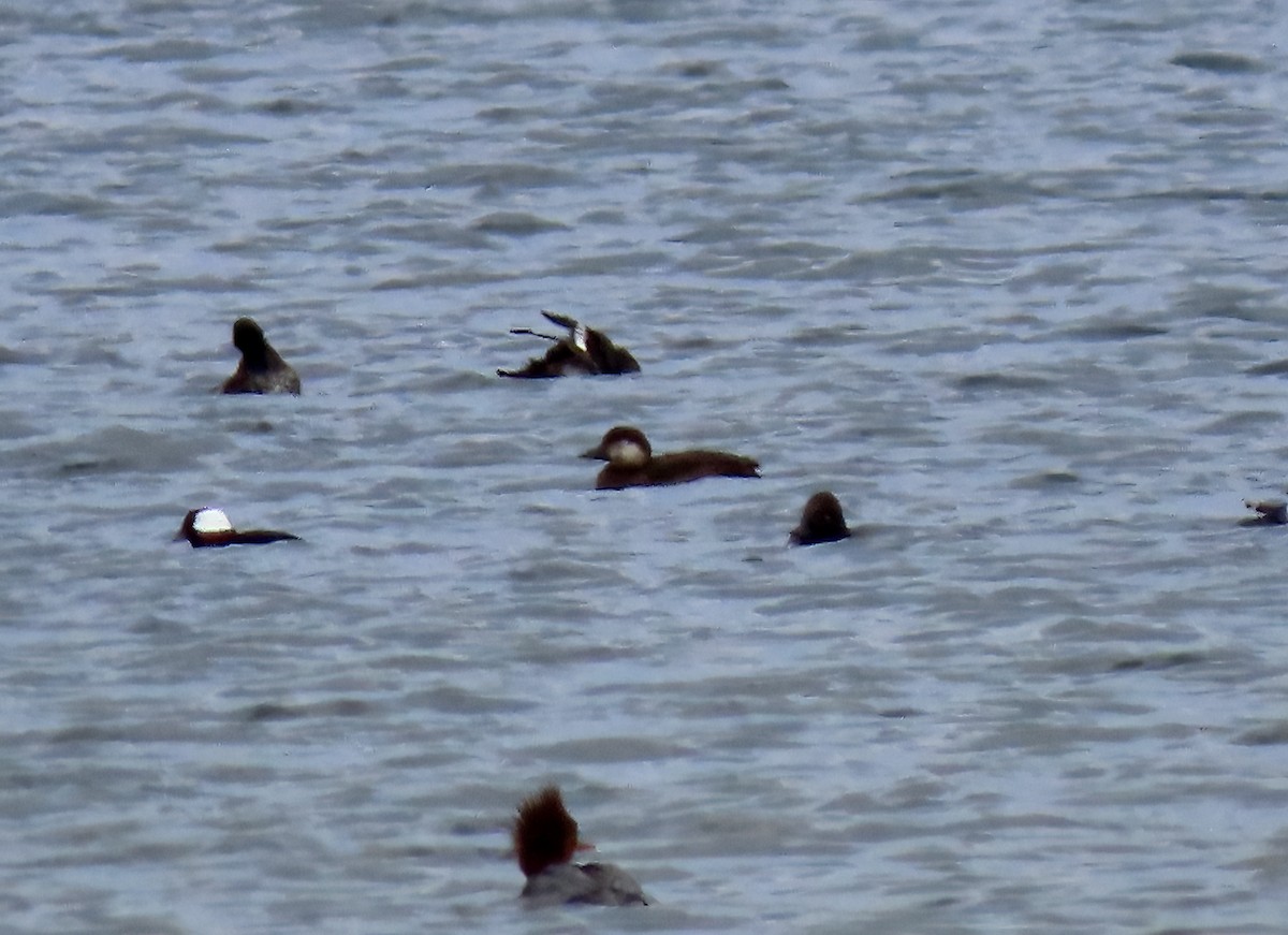 Amerika Kara Ördeği - ML645754185