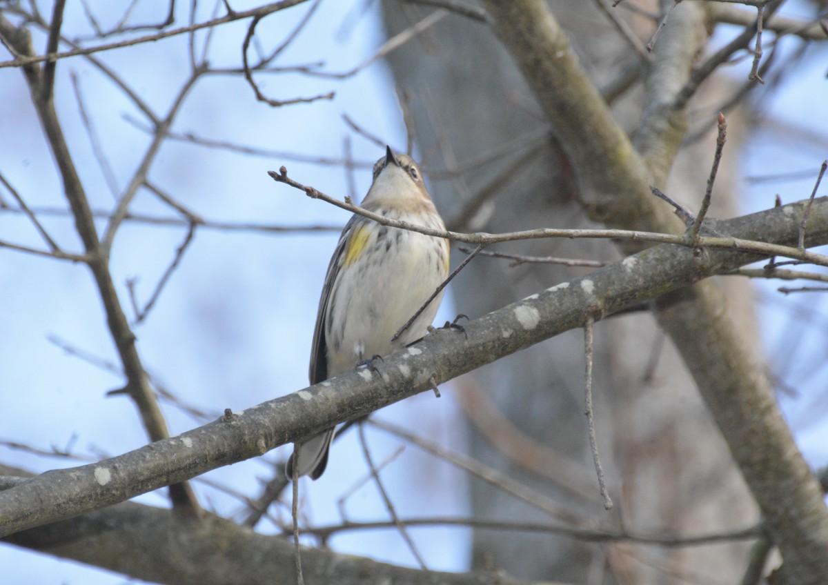 Yellow-rumped Warbler - ML645754189