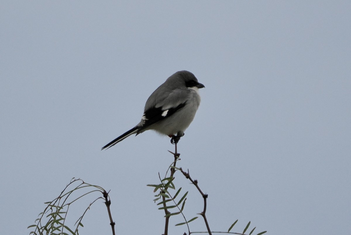 Loggerhead Shrike - ML645754196