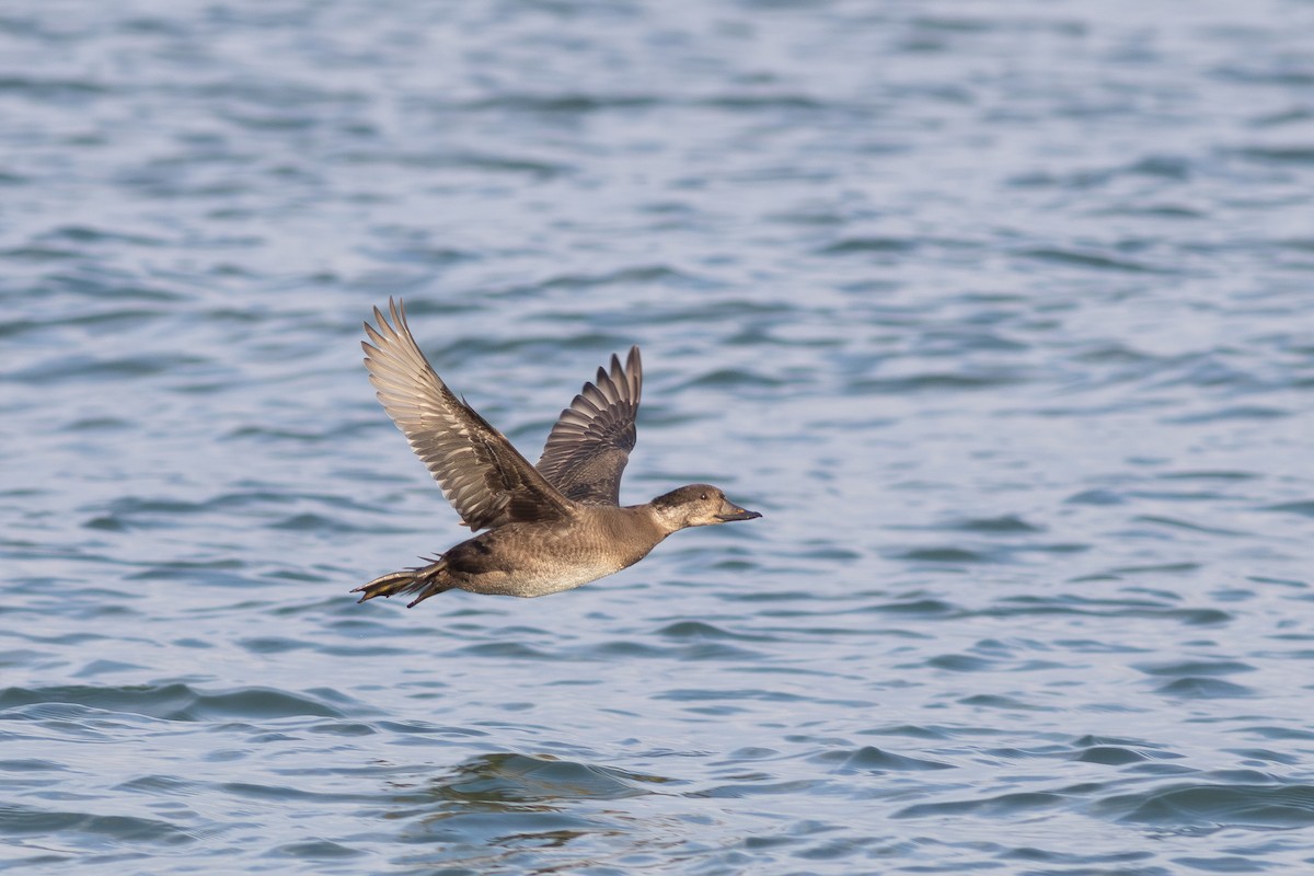 amerikasvartand - ML645754204