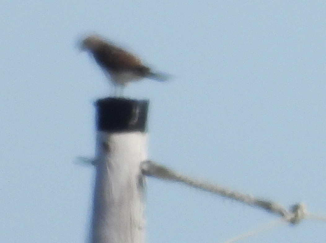 דורס יום בלתי-מזוהה (עקב) - ML645754221