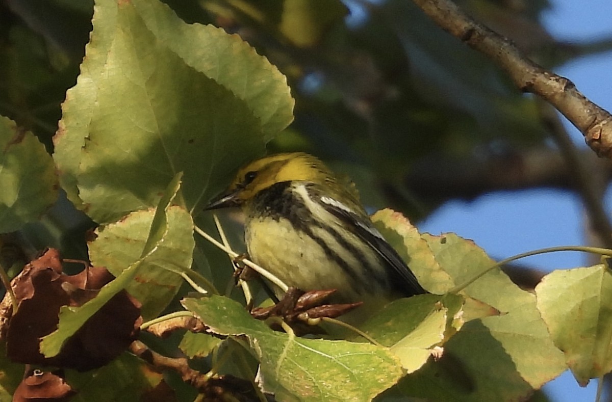 Black-throated Green Warbler - ML645754224