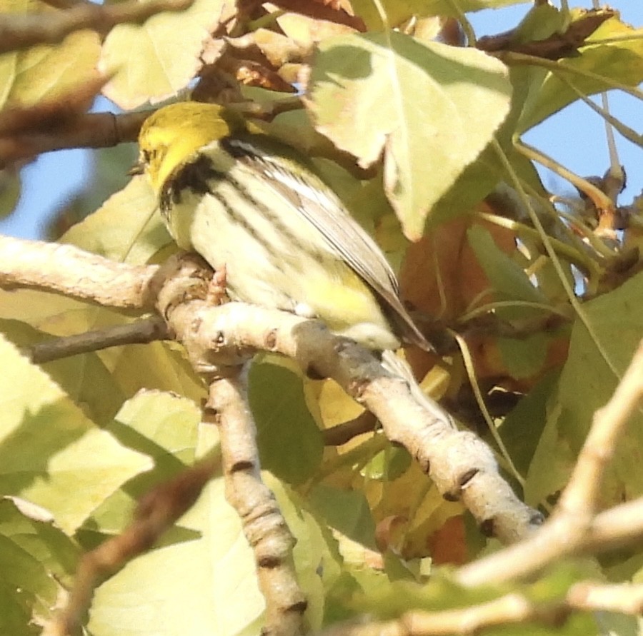 Black-throated Green Warbler - ML645754225