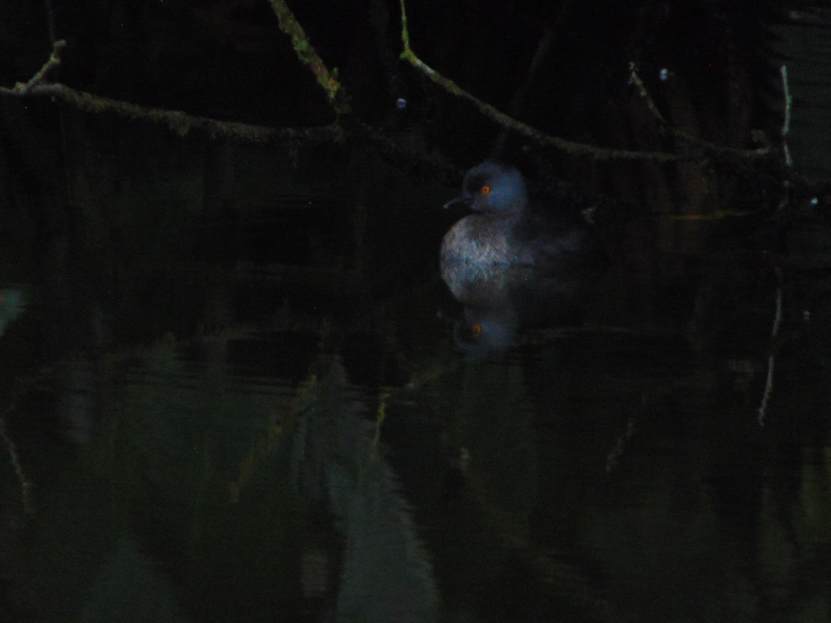 Least Grebe - ML645754230