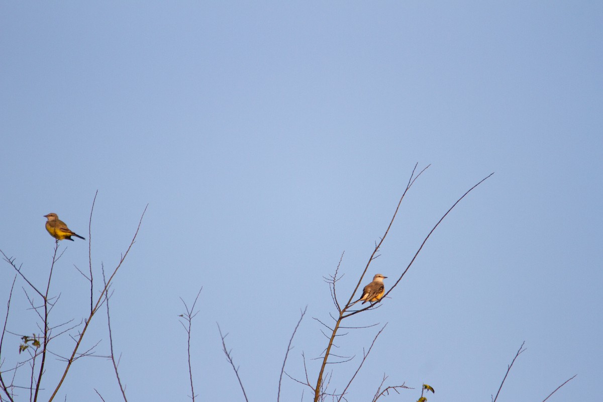 Western Kingbird - ML645754236