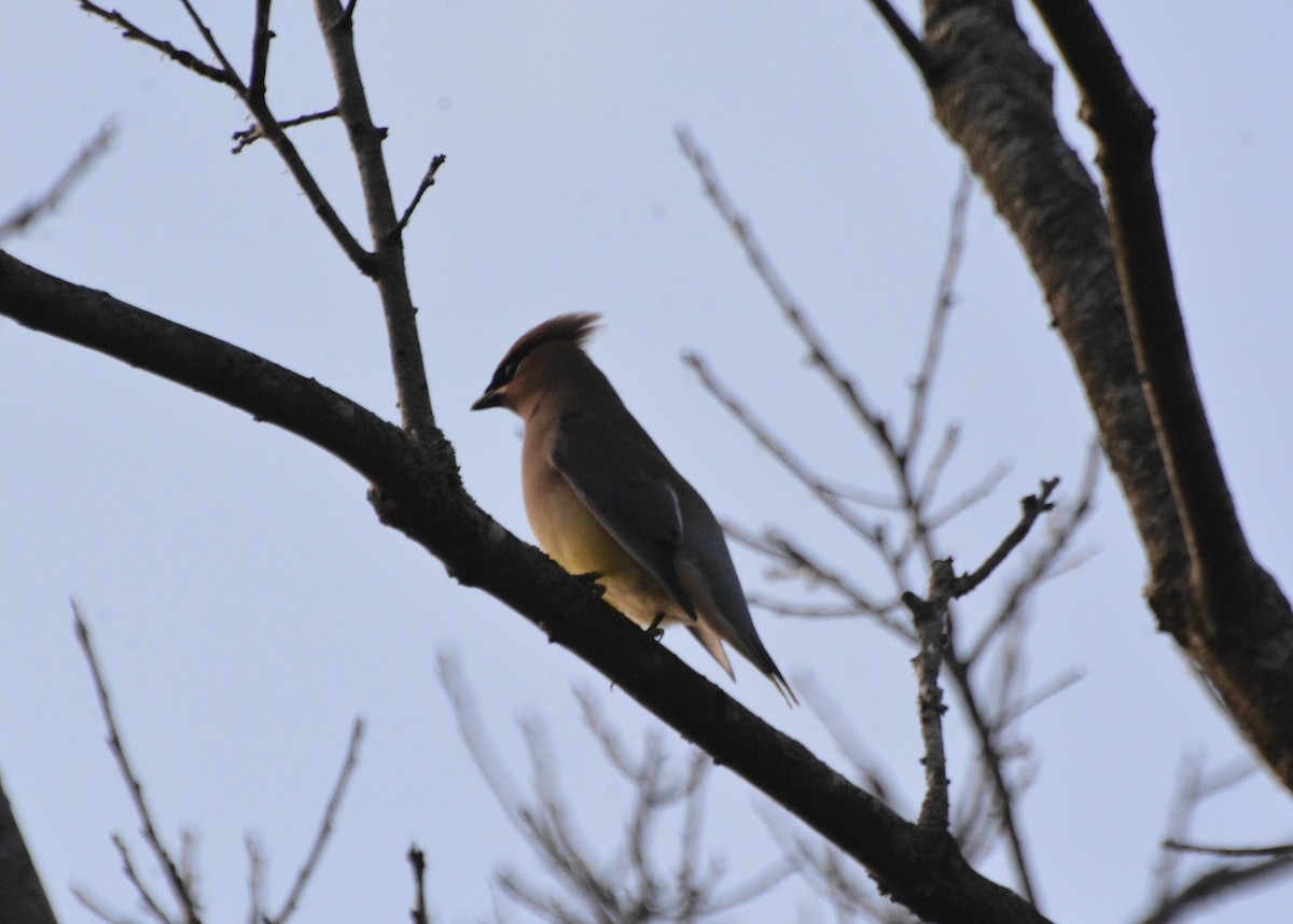 Cedar Waxwing - ML645754237