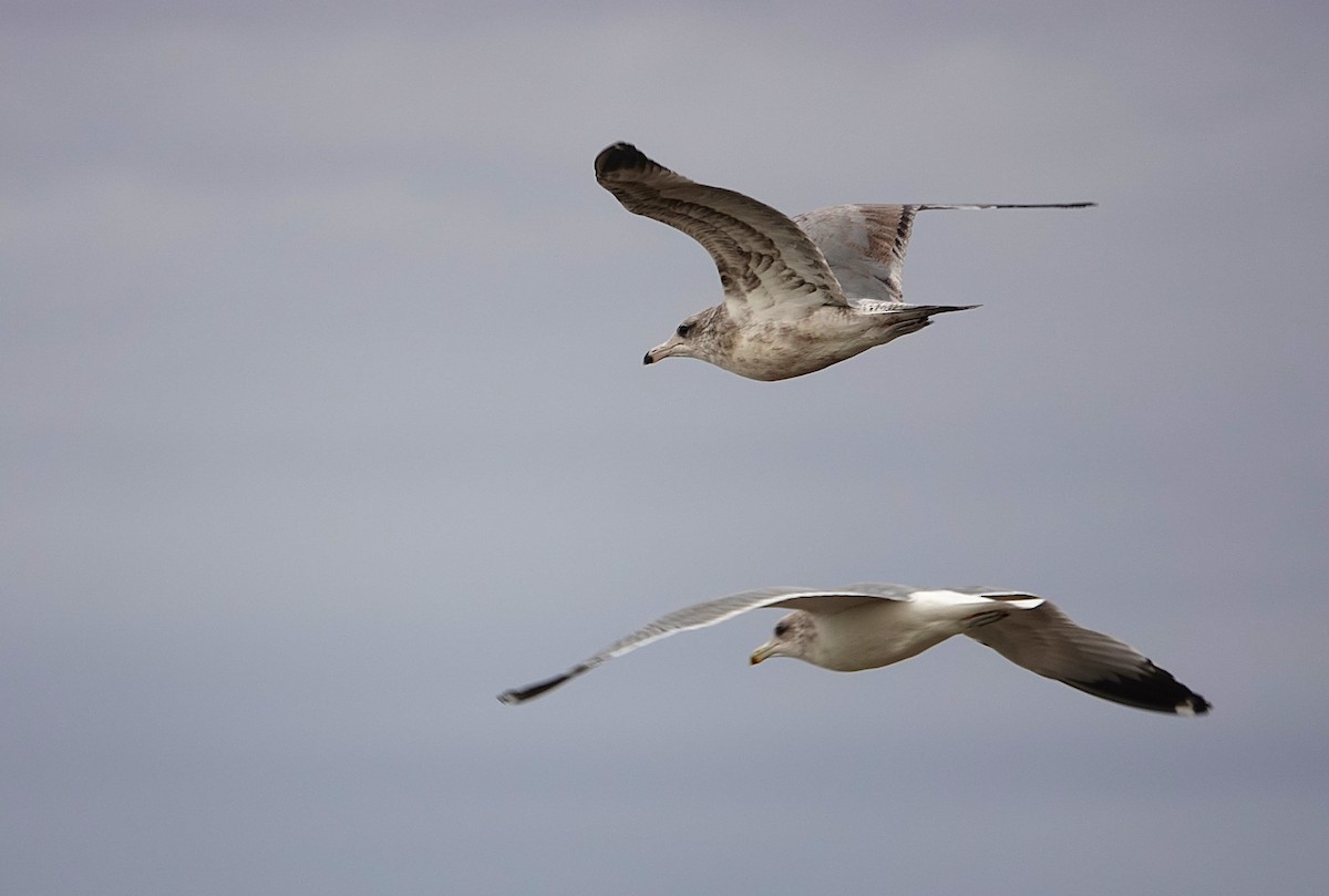 Ring-billed Gull - ML645754249