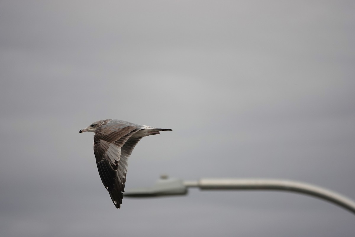Ring-billed Gull - ML645754250