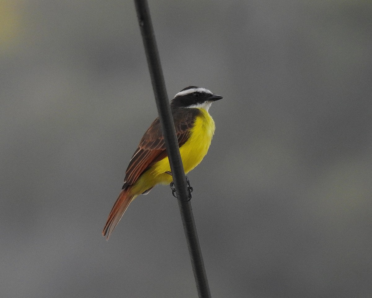 Rusty-margined Flycatcher - ML645754251