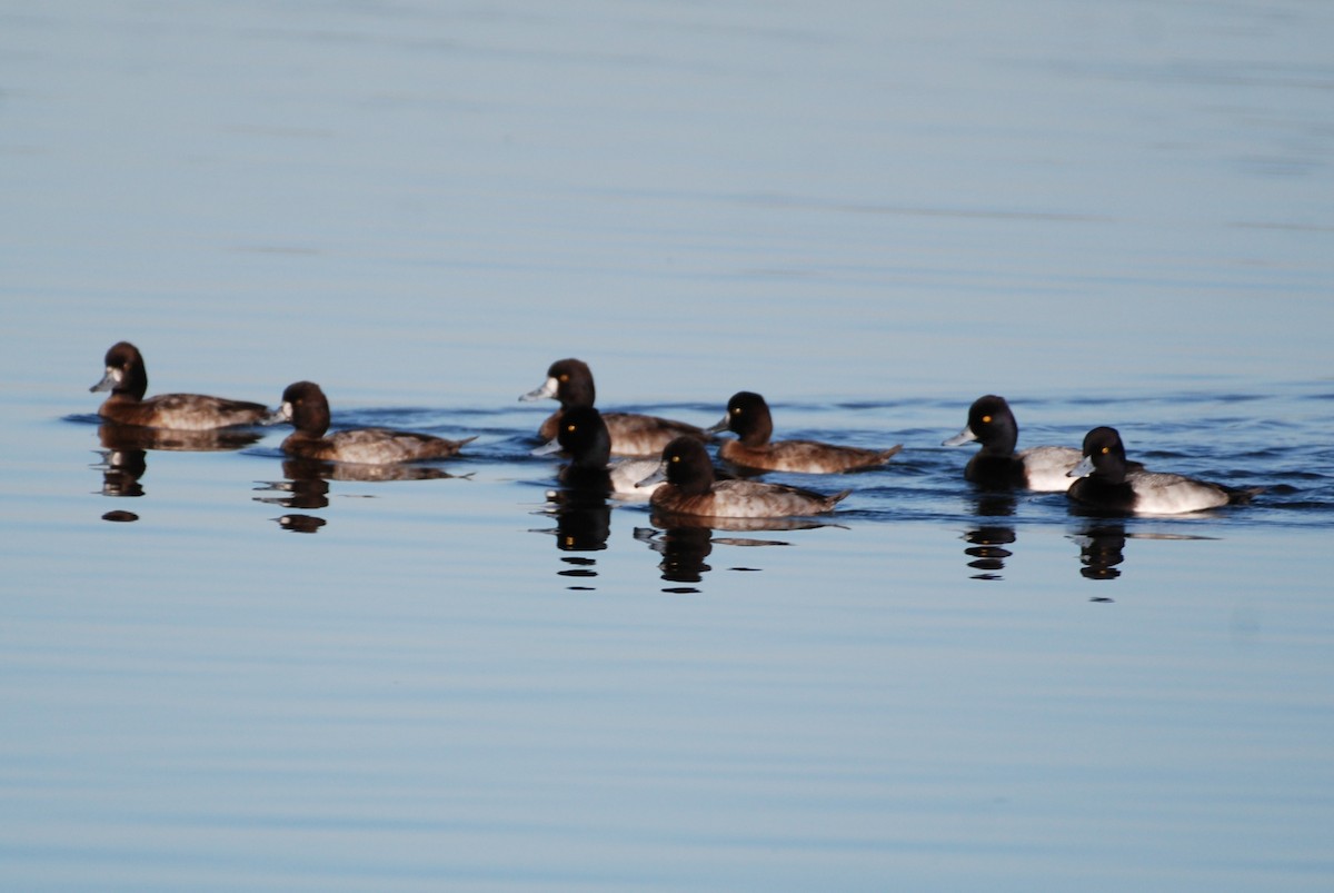 Lesser Scaup - ML645754252