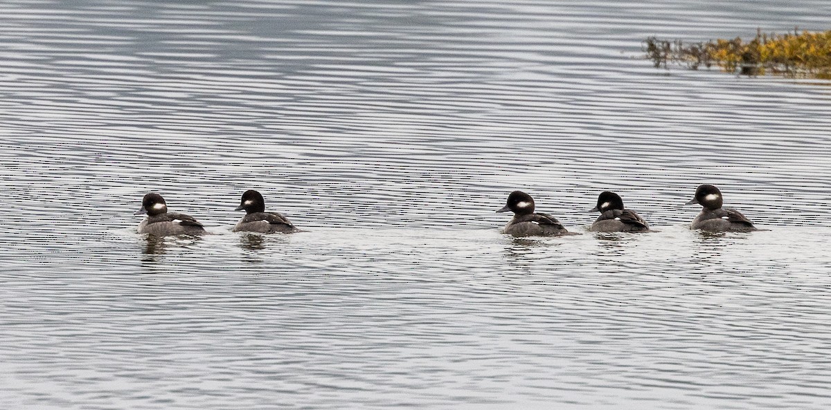 Bufflehead - ML645754256
