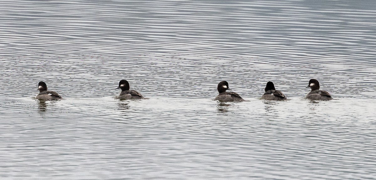 Bufflehead - ML645754257
