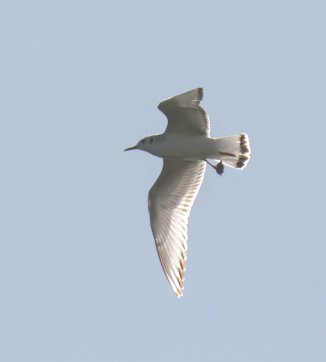 Bonaparte's Gull - ML645754258